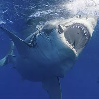 Đây là sinh vật biển chỉ cần bơi ngang cũng khiến cá mập trắng lớn sợ hãi mà "chạy mất dép”