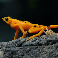 "Siêu nấm" nguy hiểm đe dọa loài ếch vàng cực kỳ nguy cấp