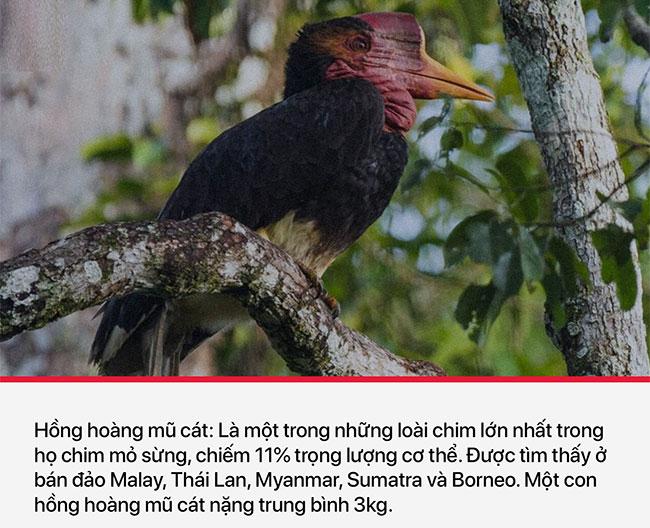 10 loài dị thú nhìn mặt một lần là cả đời không thể quên