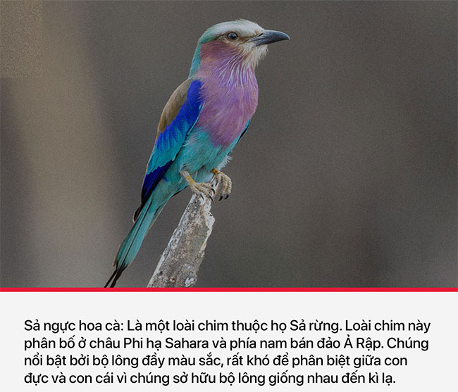 10 loài dị thú nhìn mặt một lần là cả đời không thể quên