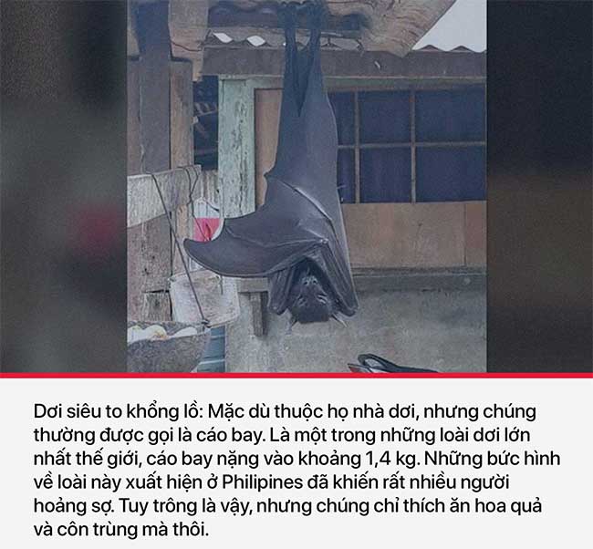 10 loài dị thú nhìn mặt một lần là cả đời không thể quên