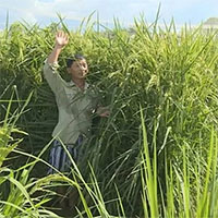 Trung Quốc thu hoạch giống lúa cao bằng đầu người