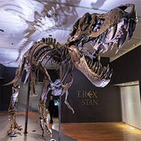 Sắp đấu giá hóa thạch T-Rex hoàn chỉnh nhất thế giới