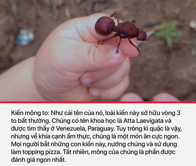 10 loài dị thú nhìn mặt một lần là cả đời không thể quên