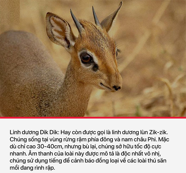 10 loài dị thú nhìn mặt một lần là cả đời không thể quên