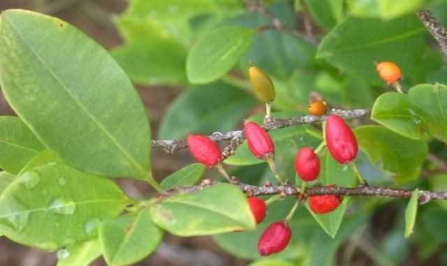 Ba loài thực vật 
