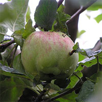 Cây táo của Newton gần 400 tuổi vẫn ra quả