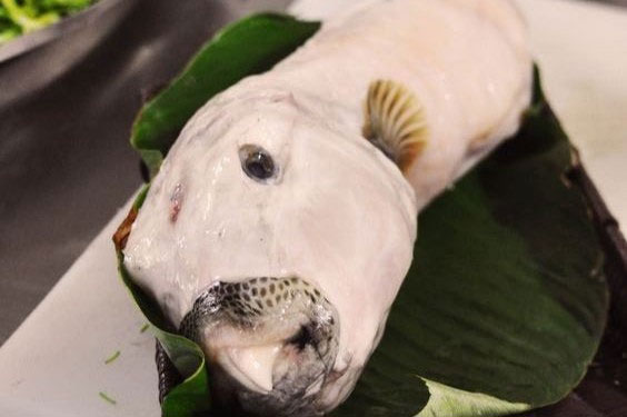 Nọc độc của cá mặt thỏ nguy hiểm thế nào?