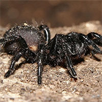 Loài nhện phát triển nọc độc để tự vệ trong mùa giao phối