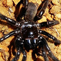 Vừa giật giải thọ nhất thế giới, con nhện 43 năm tuổi lại lăn đùng ra chết vì lý do dở hơi