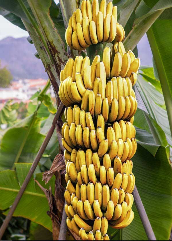 5 loại trái cây bị cho vào 