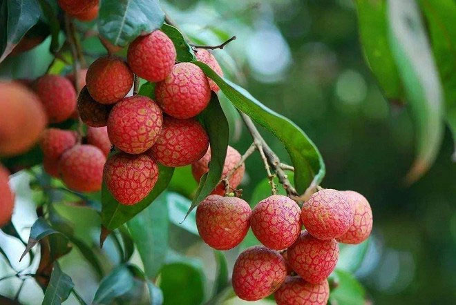 5 loại trái cây bị cho vào 
