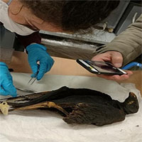 Người Ai Cập cổ bắt hàng triệu chim săn mồi để ướp xác