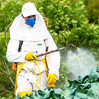 5 lầm tưởng tai hại về thuốc trừ sâu dùng trong canh tác cây trồng và tồn dư trong rau củ quả