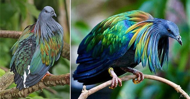 Những sinh vật kỳ lạ tại Việt Nam khiến dân mạng kinh ngạc