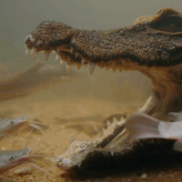 Cá sấu há miệng bất động hàng giờ dưới nước dụ con mồi vào miệng