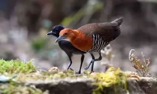 Đã tuyệt chủng một thế kỷ, liệu loài ngựa vằn 