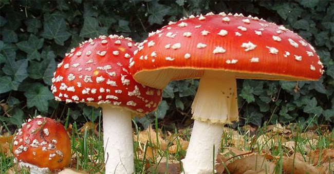 Tại sao hầu hết các loại nấm đều phát triển các chất gây ảo giác?