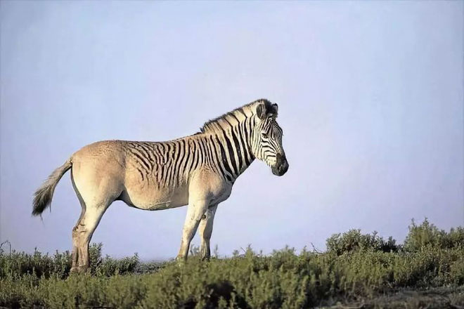Đã tuyệt chủng một thế kỷ, liệu loài ngựa vằn 