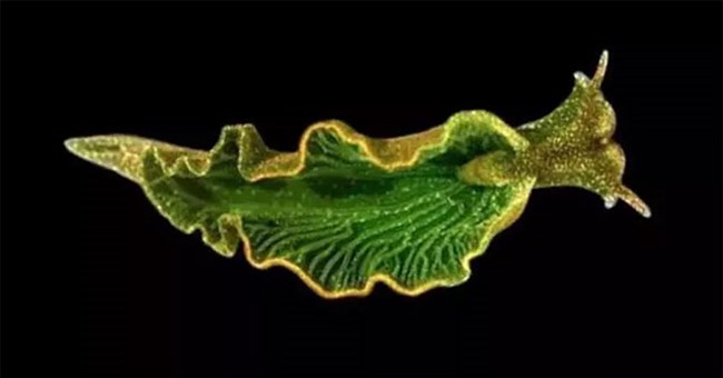 Loài động vật biển kỳ quái, chỉ cần phơi người ra nắng cũng có thể no căng bụng