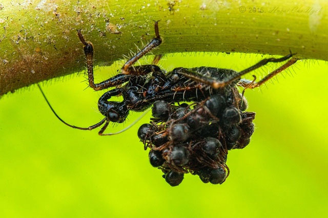 Rùng mình loài bọ sát thủ tí hon “mặc” xác nạn nhân làm vật ngụy trang