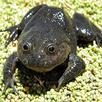 Phát hiện “ếch ma” tưởng đã tuyệt chủng tại ốc đảo ở Chile