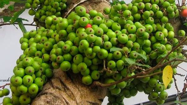 Thực phẩm giúp ngon giấc mỗi đêm