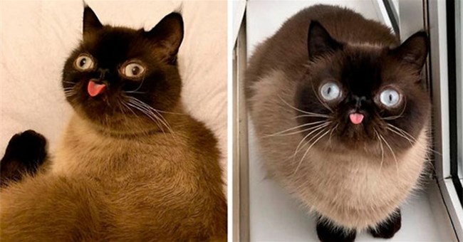 Tại sao mèo hay lè lưỡi và liếm môi một cách vô thức?