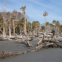 "Rừng ma" lan rộng trên bờ biển North Carolina
