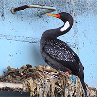 Bờ biển Chile ô nhiễm, chim cốc dùng rác thải nhựa làm tổ