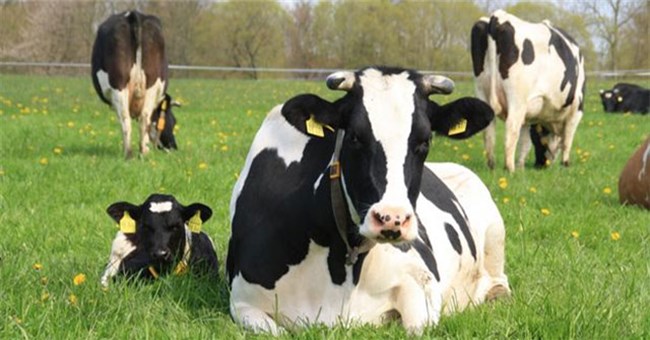 Tại sao trâu bò chỉ cần ăn cỏ vẫn có đủ chất dinh dưỡng?