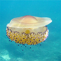 Loài sứa "ngon mắt" nhất đại dương, nhìn hệt như quả trứng