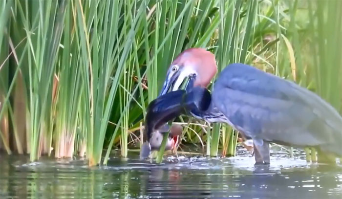 Chim diệc mổ thẳng xuống mặt hồ, bắt được ngay một con cá trê lớn.