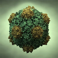 Virus khảm đậu đũa: "vũ khí" hiệu nghiệm chống ung thư?