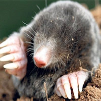 Chuột chũi cái mọc tinh hoàn để sinh tồn dưới lòng đất