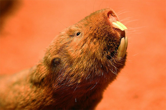 Loài chuột này thường hay trú dưới lòng đất và có bộ răng khổng lồ lộ ra trên đôi môi khép kín.