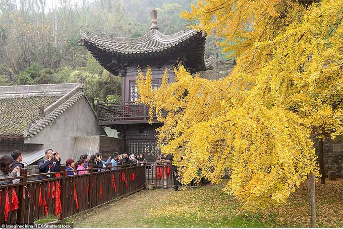 Du khách đến vãn cảnh chùa thường tranh thủ check-in bên cây nghìn tuổi.