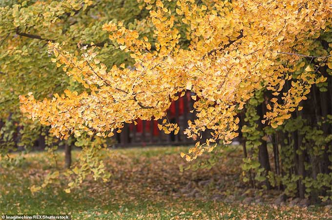 Loài cây này khoe sắc đẹp nhất vào mùa thu, khi lá chuyển vàng rực rỡ.