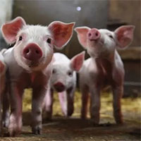 Chủng virus corona từ lợn ở Trung Quốc có thể "nhảy" sang người