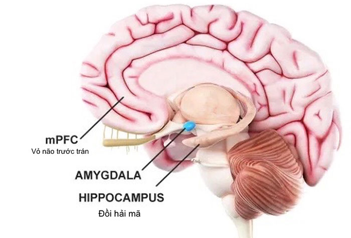 Tại sao chúng ta thường nhớ đến những ký ức tồi tệ lâu hơn?