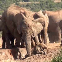 Cả đàn voi “bàn bạc”, tìm cách cứu voi con dưới hố bùn