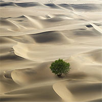 Bất ngờ với số lượng cây xanh trên sa mạc châu Phi