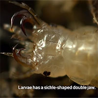 Video: Kinh hãi loài ấu trùng chuyên... săn ếch