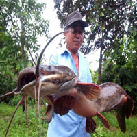 Một nông dân Hậu Giang bắt được cá trê 'khủng' dài hơn 1 mét