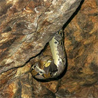 Vì sao rắn có thể tấn công con mồi cực chính xác trong bóng tối?