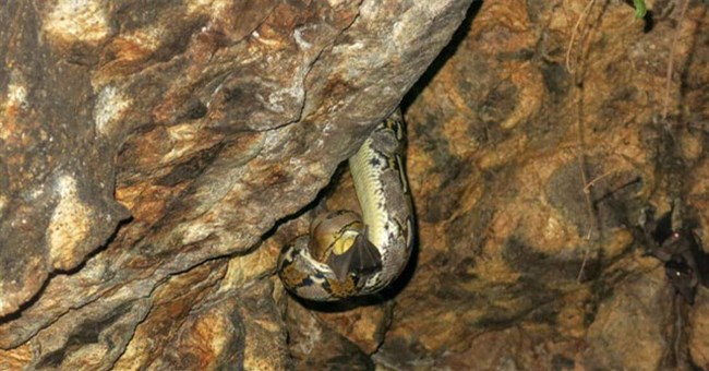 Vì sao rắn có thể tấn công con mồi cực chính xác trong bóng tối?