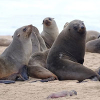 Hơn 7.000 con hải cẩu chết bí ẩn trên bờ biển Namibia