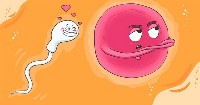 Nghiên cứu: Tinh trùng nào được chọn là do trứng quyết định!