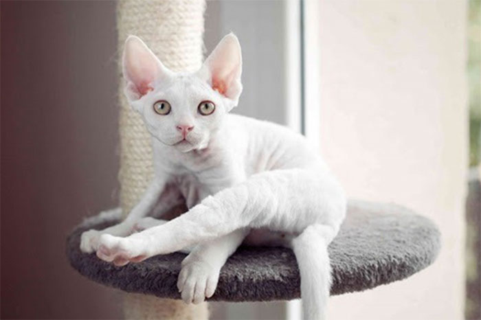 Những giống mèo thông minh nhất thế giới