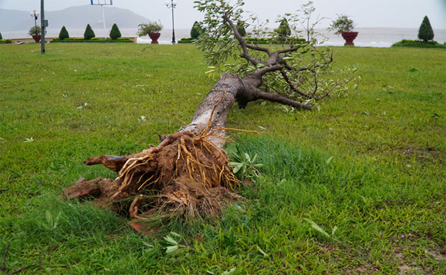 Bão Molave đổ bộ Quảng Nam - Quảng Ngãi